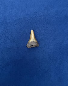 Carcharocles angustidens Fossil Shark Tooth