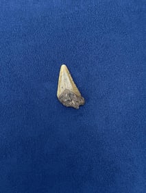 Megalodon Fossil Shark Tooth