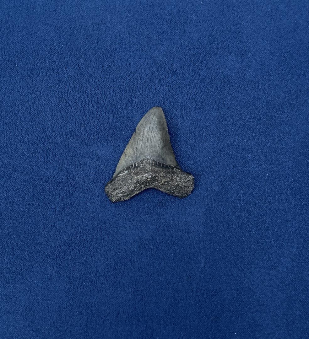 Megalodon Fossil Shark Tooth: 1 3/4" by 1 1/2"