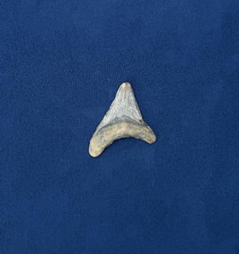 Megalodon Fossil Shark Tooth