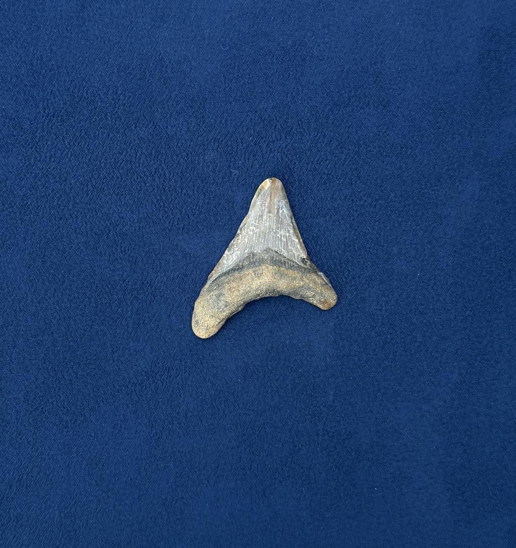 Megalodon Fossil Shark Tooth: 1 7/8" by 1 7/8"