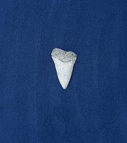 Megalodon Fossil Shark Tooth