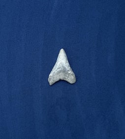 Megalodon Fossil Shark Tooth