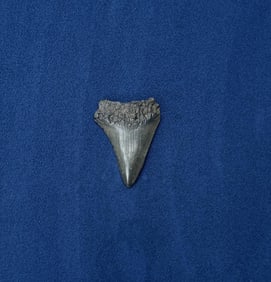 Megalodon Fossil Shark Tooth