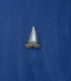 Megalodon Fossil Shark Tooth