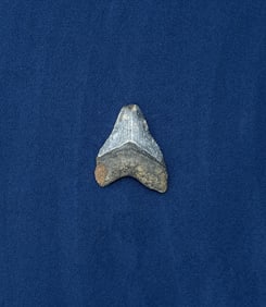 Megalodon Fossil Shark Tooth