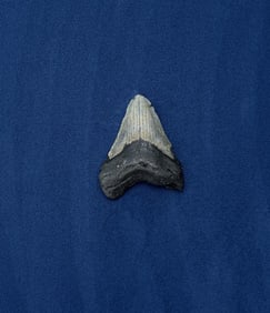 Megalodon Fossil Shark Tooth