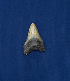 Megalodon Fossil Shark Tooth