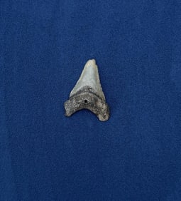 Megalodon Fossil Shark Tooth
