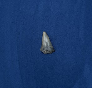 Megalodon Fossil Shark Tooth