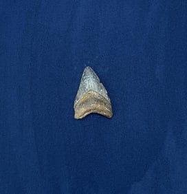Megalodon Fossil Shark Tooth