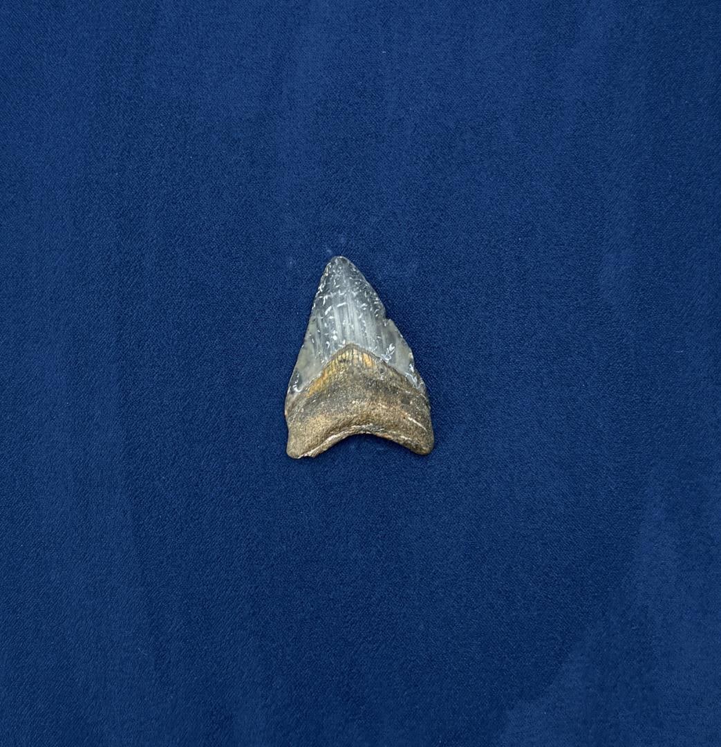 Megalodon Fossil Shark Tooth: 2 1/8" by 1 1/2"