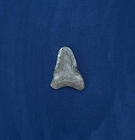Megalodon Fossil Shark Tooth