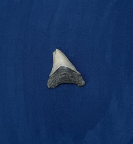 Megalodon Fossil Shark Tooth