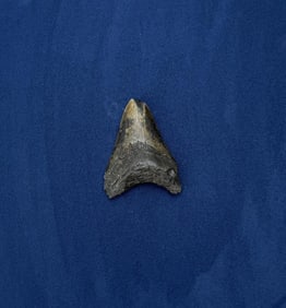Megalodon Fossil Shark Tooth