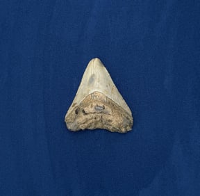 Megalodon Fossil Shark Tooth