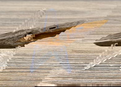 Ancient Thule Inuit Alaskan Eskimo Harpoon Point