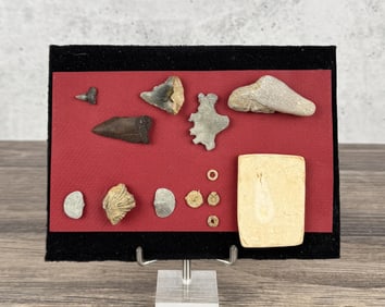 Collection of Fossils