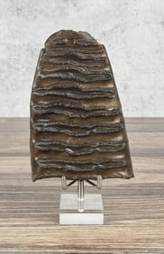 Ancient Fossil Mammoth Tooth Segment