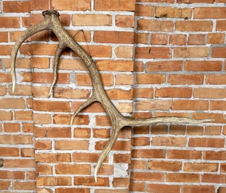 Montana Elk Antler Shed Horn