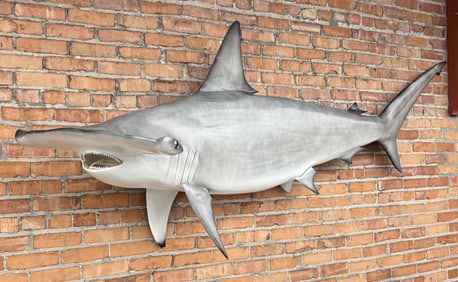 Taxidermy Hammerhead Shark Mount