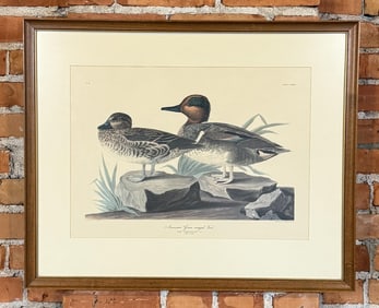 American Green Winged Teal Audubon Print
