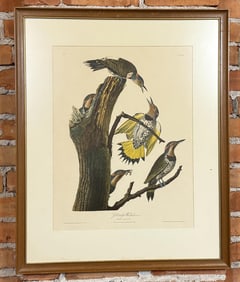 Gold Winged Woodpecker Audubon Print