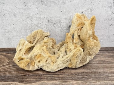 Fire Coral Specimen