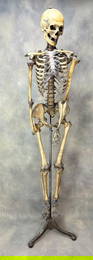 19th Century Medical Articulated Human Skeleton