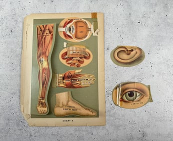 1905 Lift Flap Fold Out Anatomical Chart