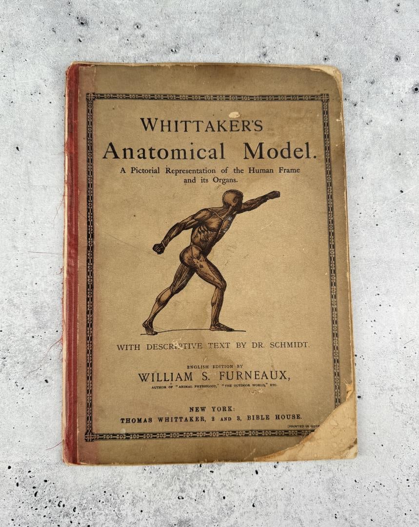 Whittakers Anatomical Model: A Pictorial Representation of the Human Frame and its Organs. William S. Funreaux. English Edition.