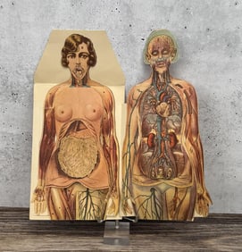 Female Paper Fold out Anatomical Model