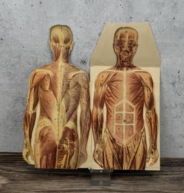 Male Paper Fold out Anatomical Model