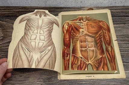 Lift Flap Fold Out Female Anatomical Chart