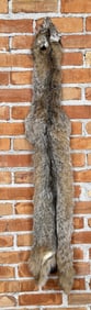 Beautiful Alaskan Lynx Fur Pelt Taxidermy