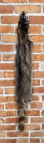 Montana Taxidermy Raccoon Pelt Hide