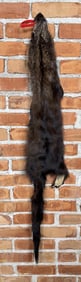 Beautiful Wild Fisher Fur Pelt Taxidermy