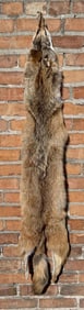 Montana Taxidermy Coyote Pelt Hide