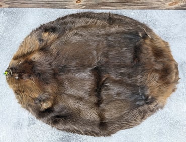 Montana Taxidermy Beaver Hide Pelt