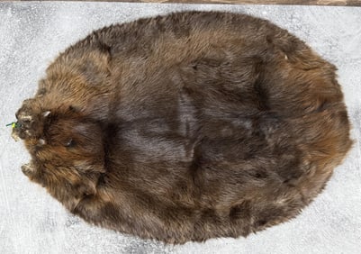 Montana Taxidermy Beaver Hide Pelt