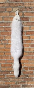 Beautiful Arctic Fox Fur Pelt Taxidermy