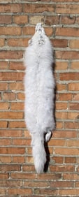 Beautiful Arctic Fox Fur Pelt Taxidermy
