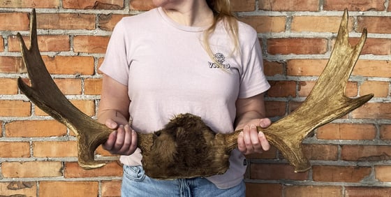 Montana Taxidermy Shiras Moose Horns