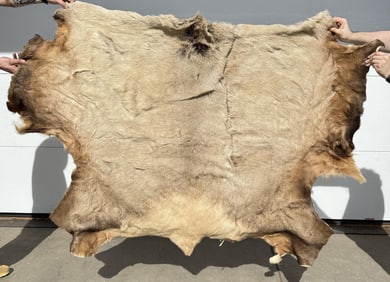 Montana Taxidermy Elk Hide