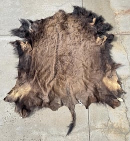 Taxidermy Montana Buffalo Hide Robe Rug