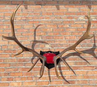 Huge Taxidermy Montana Rocky Mountain Elk Horns