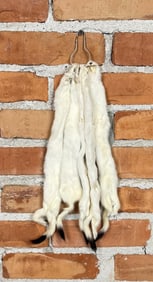 Montana Taxidermy Ermine Pelts