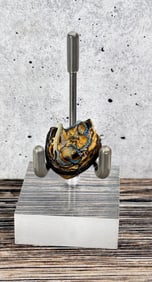 Australian Black Opal Snail Fossil