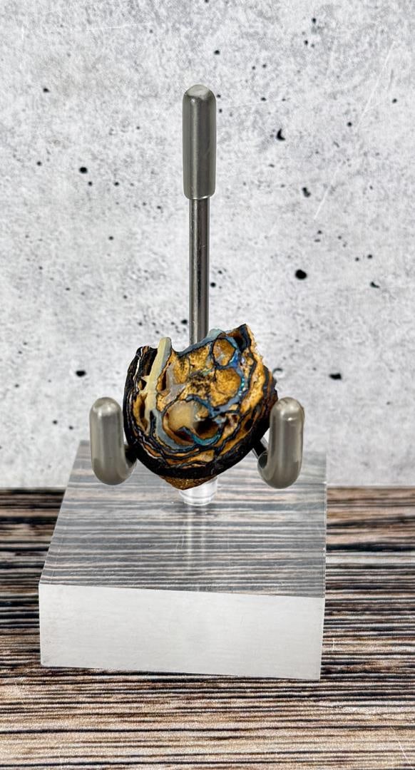 Australian Black Opal Snail Fossil: 3/4" by 5/8" by 1/2". 5.8 grams.