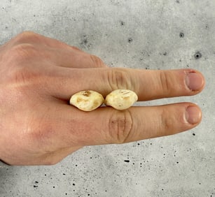 Montana Bull Elk Teeth
